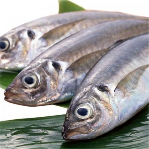 Frozen Horse Mackerel