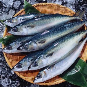 Frozen Mackerel whole round