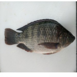 Frozen Tilapia whole round